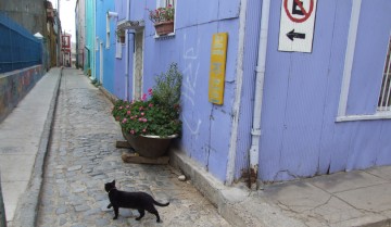 El paisaje recuerda un poco a La Boca, con sus construcciones antiguas, sus casas de chapa y madera pintadas de amarillo, verde o azul.