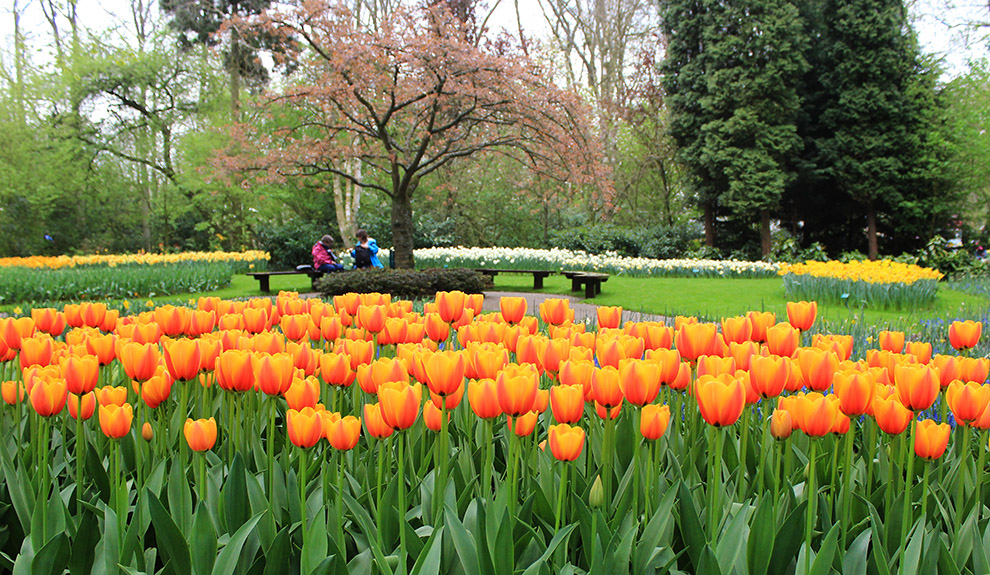 Los campos de tulipanes de Holanda, un paseo al encanto | Turismo