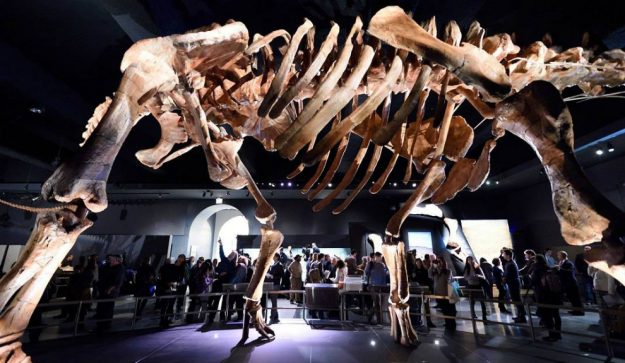 Exhiben al Titanosaurio, el dinosaurio más grande del mundo, en Chubut